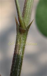  Stipular spines